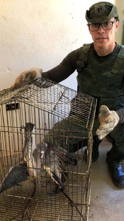 Crianças apedrejam e deixam garça gravemente ferida em Jundiaí