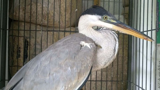 Crianças apedrejam e deixam garça gravemente ferida em Jundiaí