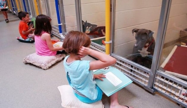 Crianças leem livros para cães que sofreram traumas e os ajudam a interagir com humanos