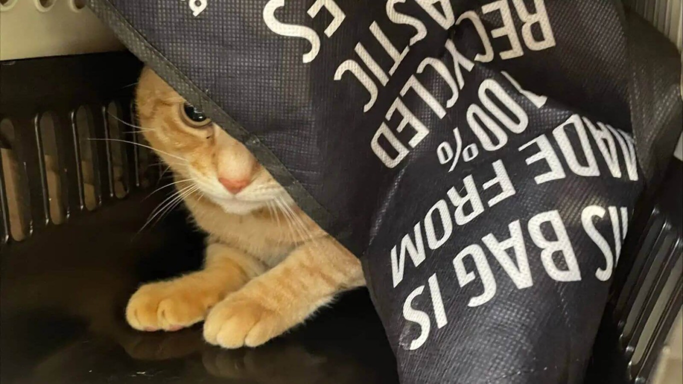 Gato é abandonado em caixa de transporte dentro de saco de lixo
