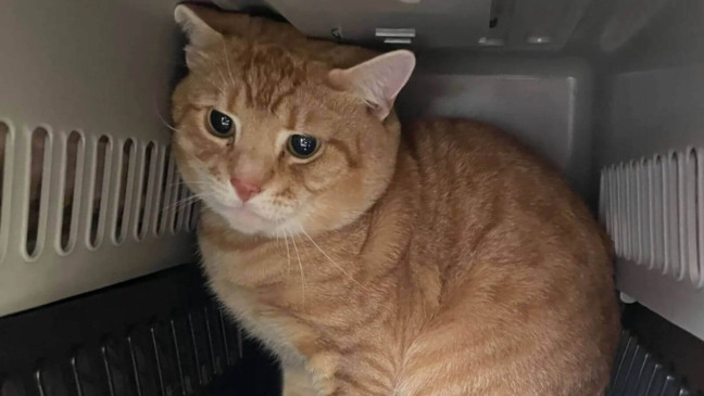 Gato é abandonado em caixa de transporte dentro de saco de lixo