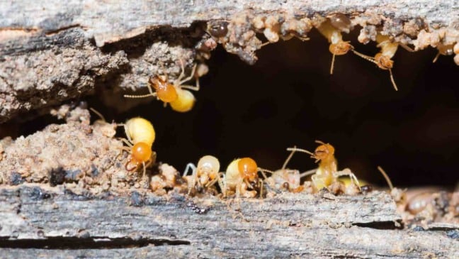 (Foto: chyball/Canva)