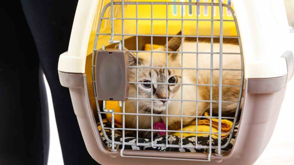 Gato de pelagem clara com olhos azuis dentro de caixa de transporte plástica, sendo levado por uma pessoa.