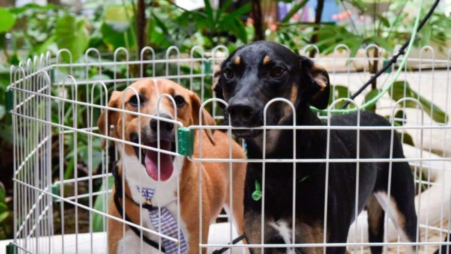 Foto: Prefeitura de Jundiaí