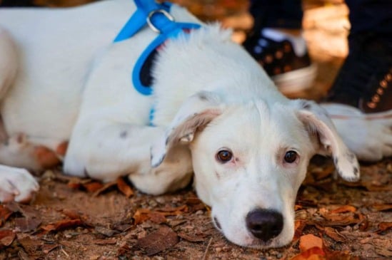 DEBEA abre agendamento para o mutirão de castração no Almerinda Chaves, em Jundiaí