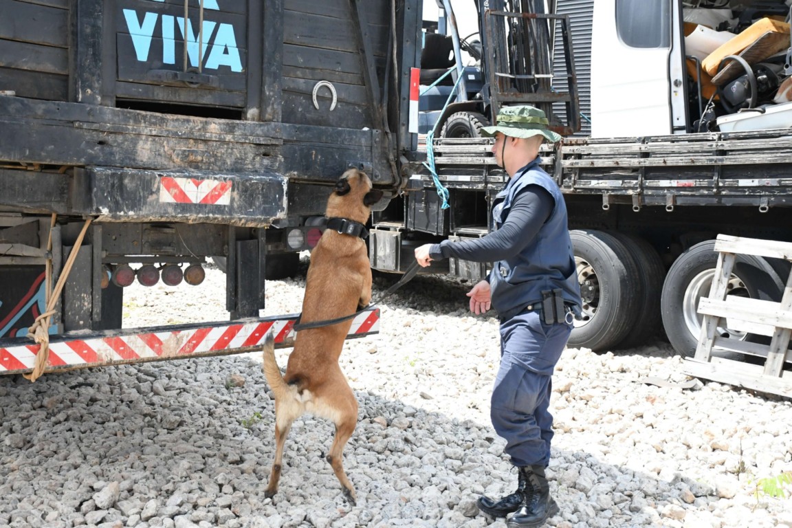 Canil da GMJ. (Foto: Divulgação)