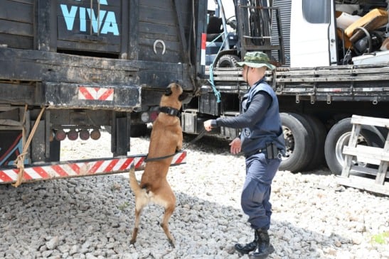 Canil da GMJ. (Foto: Divulgação)