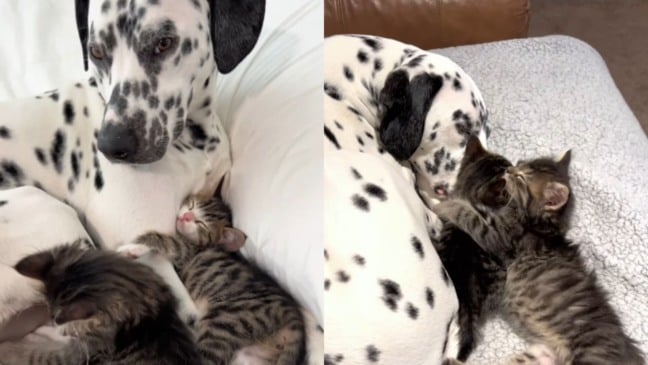 Dálmata adota filhotes de gato