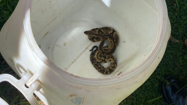 Defesa Civil captura cobra Jararaca que invadiu casa em Várzea Paulista