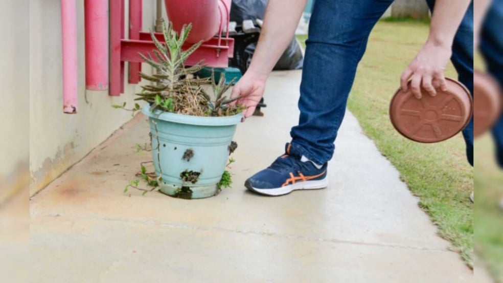 Vaso de planta e mãos humanas
