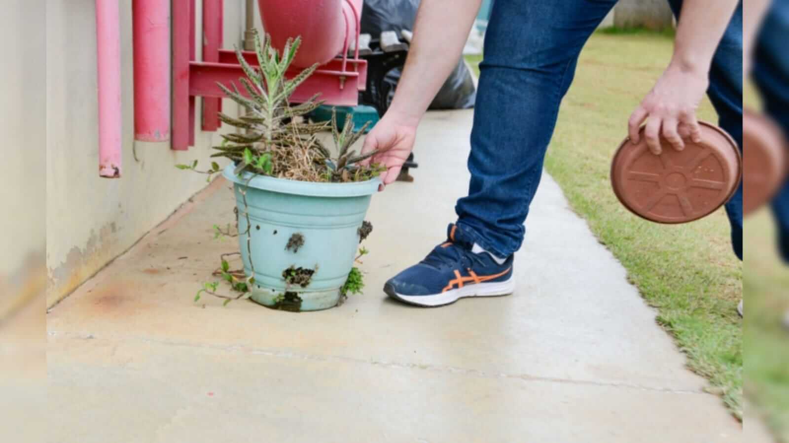 Vaso de planta e mãos humanas