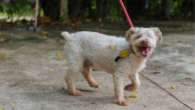 Foto: Prefeitura de Jundiaí