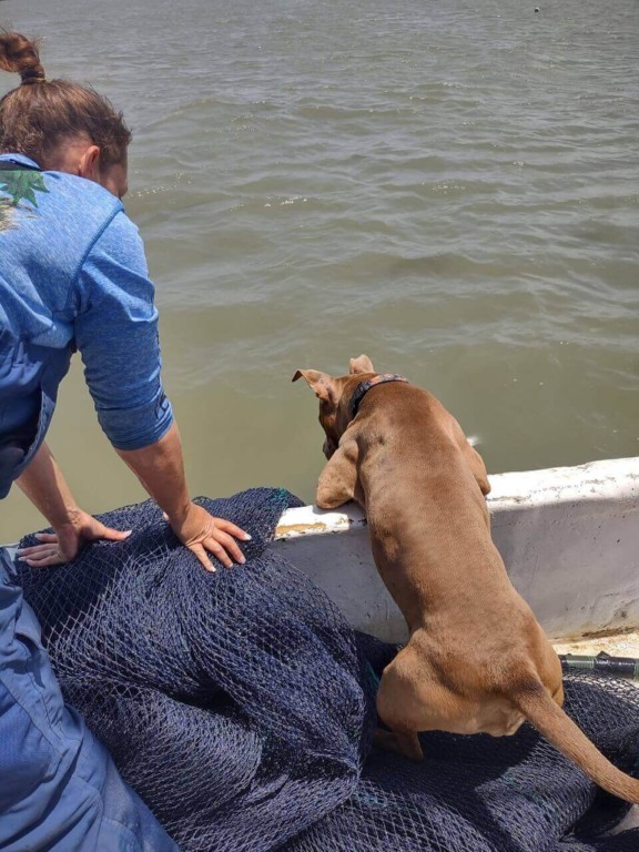Cachorro em barco