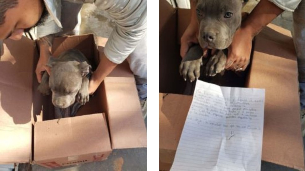 Foto: Divulgação/Portal Amigo Cão