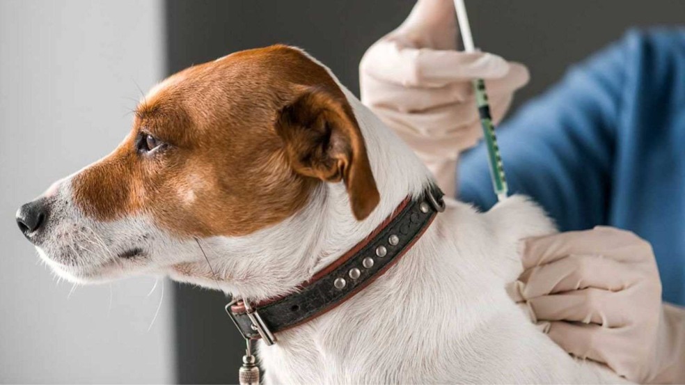 (Foto: ivankmit / Envato Elements)