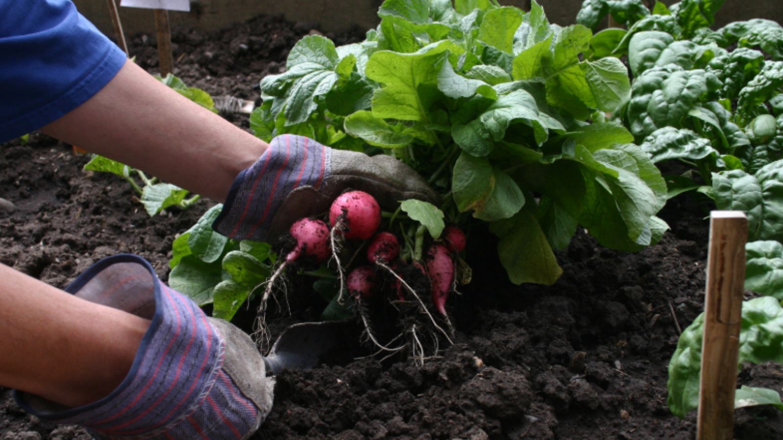 frutas e hortaliças