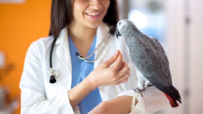 Veterinário examinando ave.