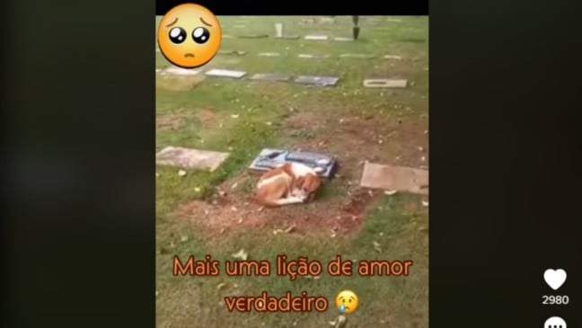 (Foto: Reprodução/TikTok)