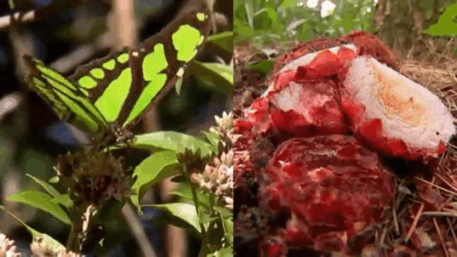 Foto: Globo Repórter