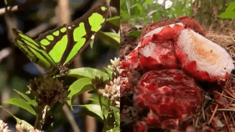 Foto: Globo Repórter