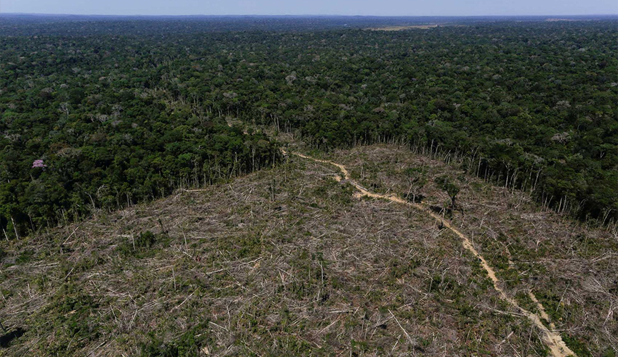 Cresce o desmatamento na Amazônia