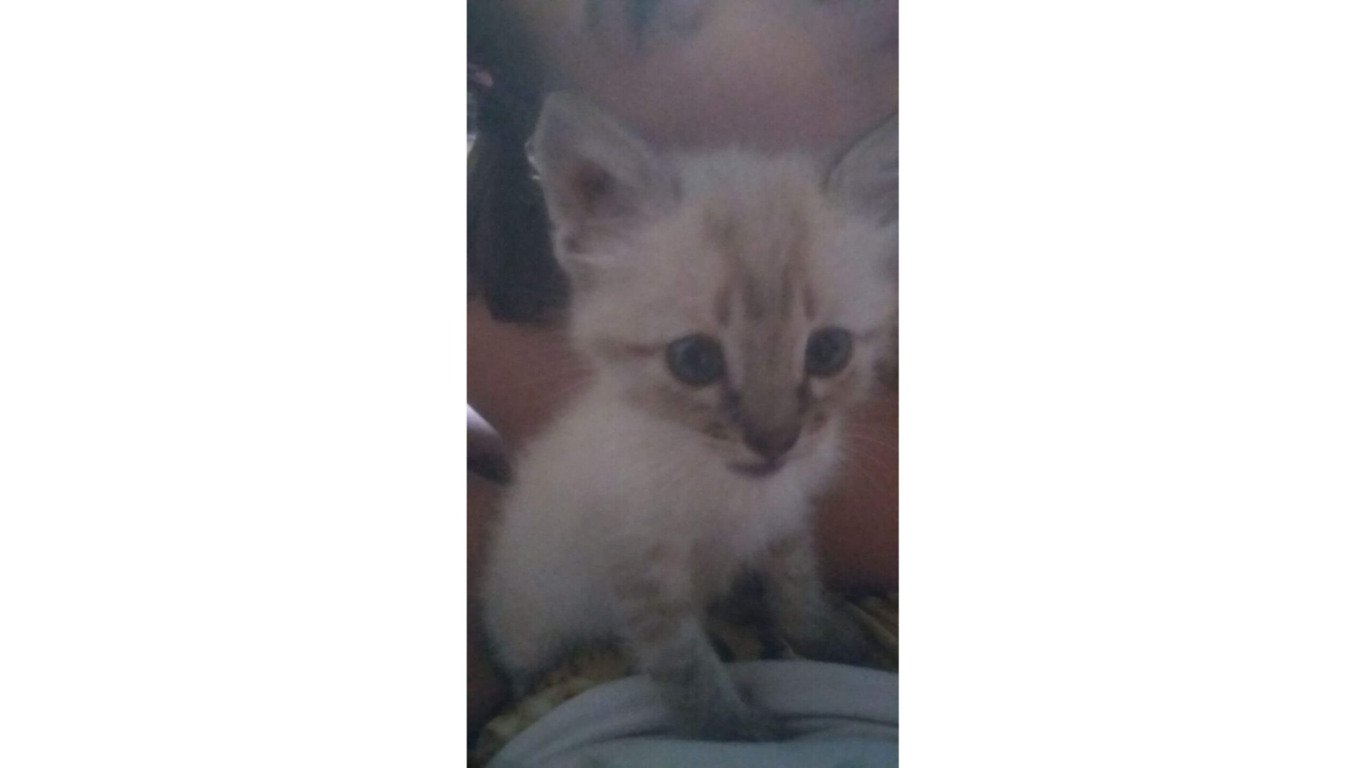 Filhote de gato