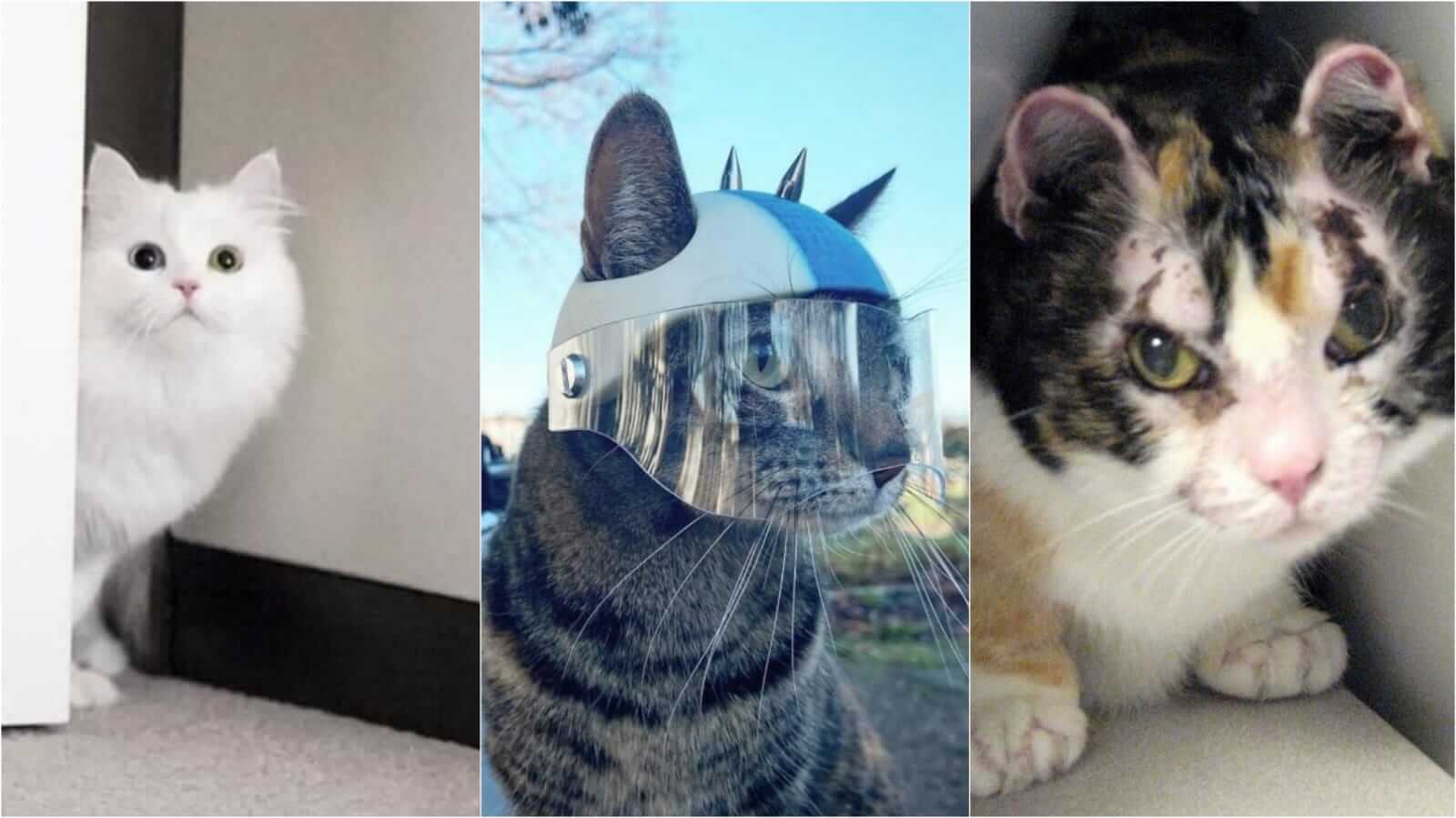 Montagem de fotos com gatos