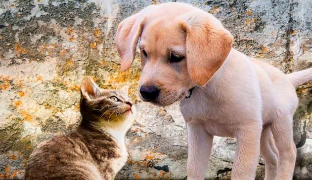 Dietas caseiras podem trazer deficiência nutricional em cães e gatos