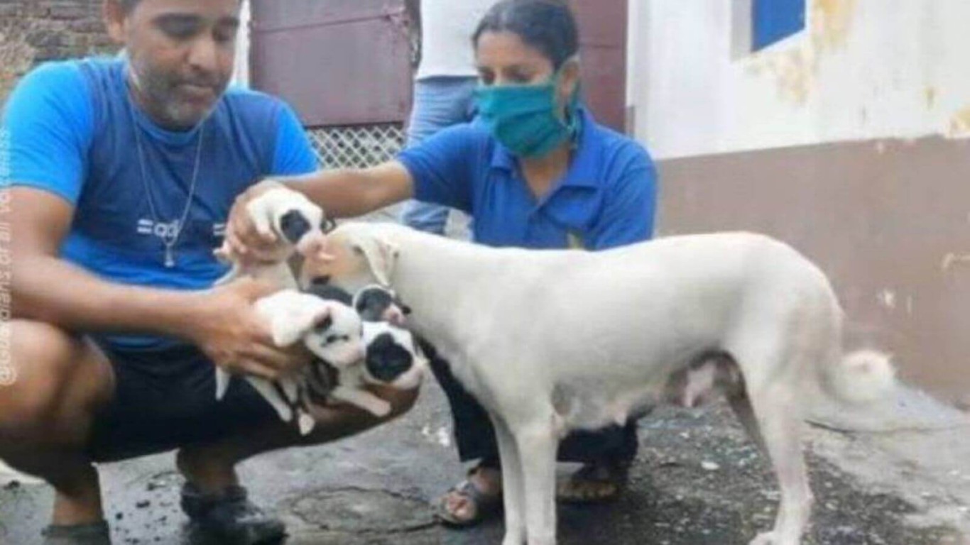 Cadela resgatada à beira da morte dá à luz sete filhotes