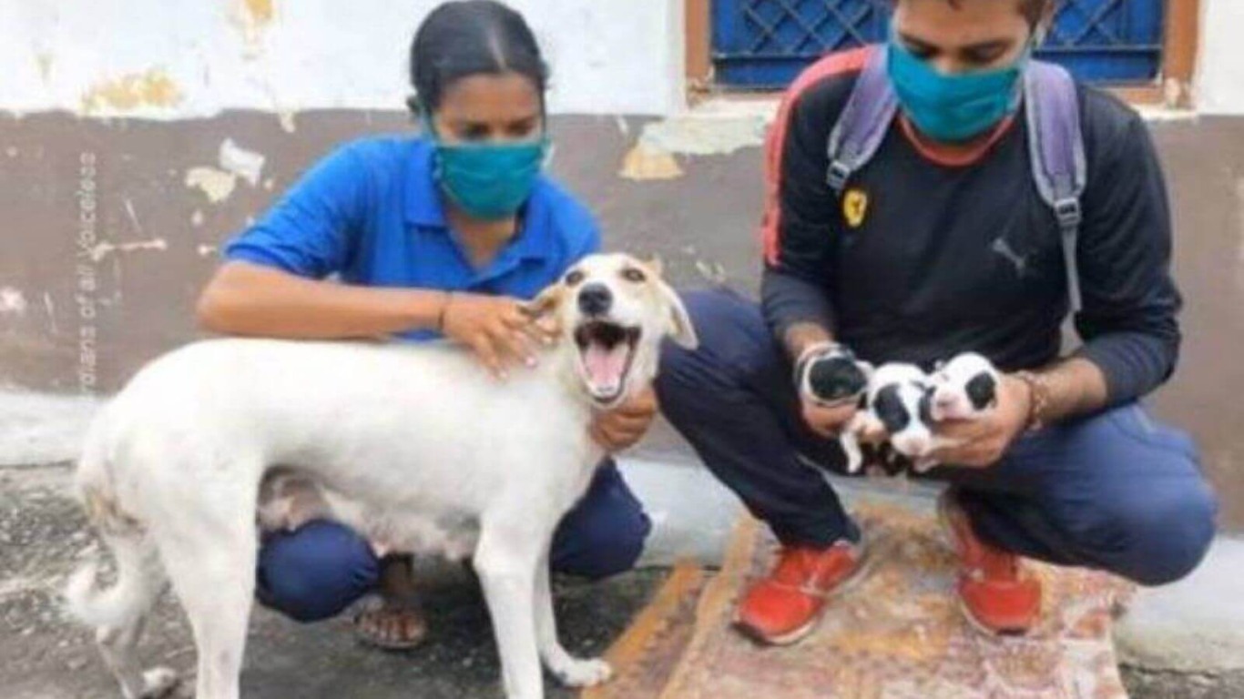 Cadela resgatada à beira da morte dá à luz sete filhotes
