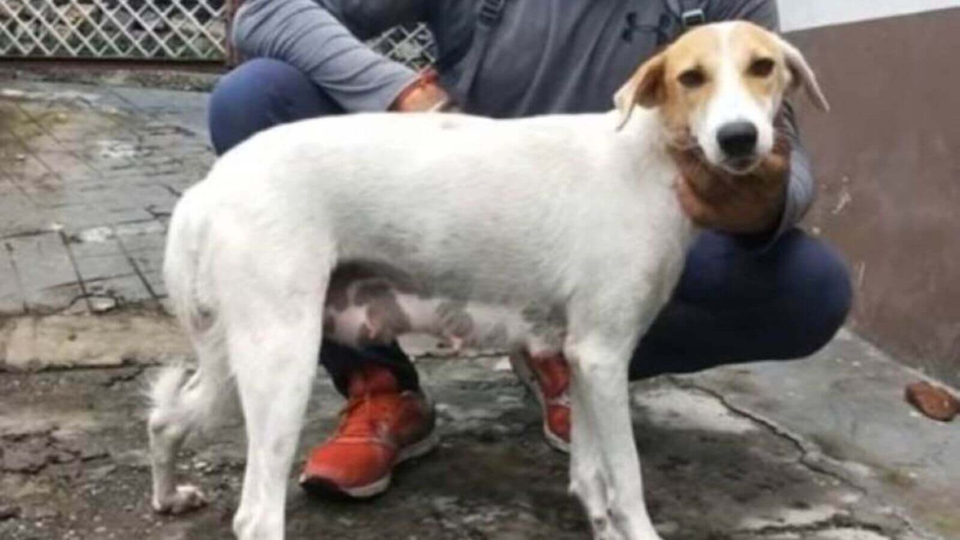Cadela resgatada à beira da morte dá à luz sete filhotes