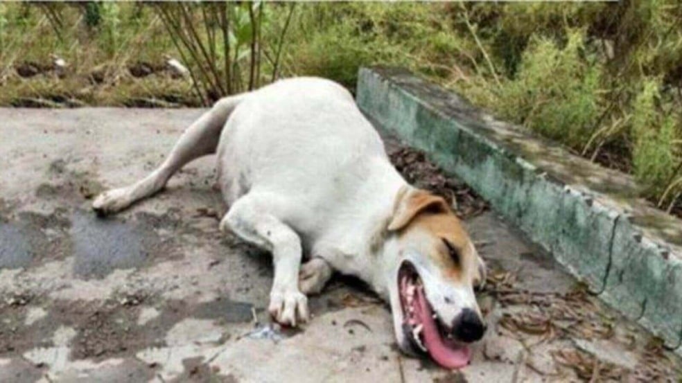 Cadela resgatada à beira da morte dá à luz sete filhotes