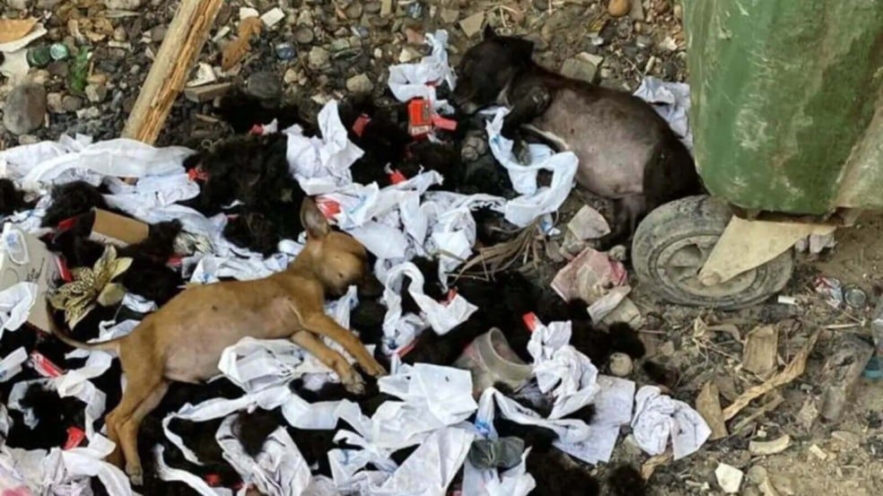 Foto: Reprodução/Isla Animal/The Dodo