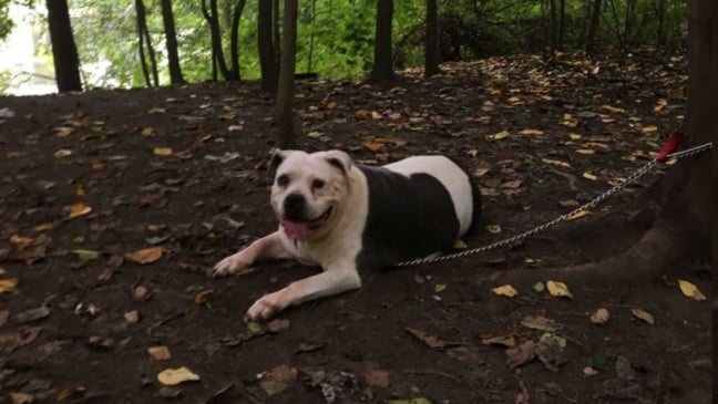 Cachorro em parque acorrentado em árvore