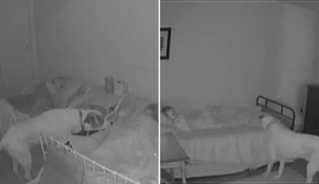 Cachorro visita quarto de crianças para ver se está tudo bem.