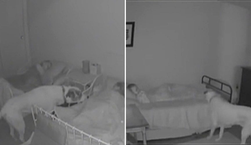 Cachorro visita quarto de crianças para ver se está tudo bem.