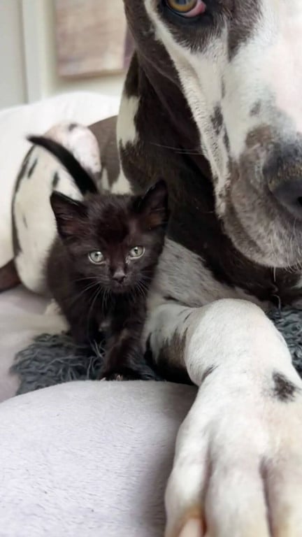 Cachorro dogue alemão com gatinho preto