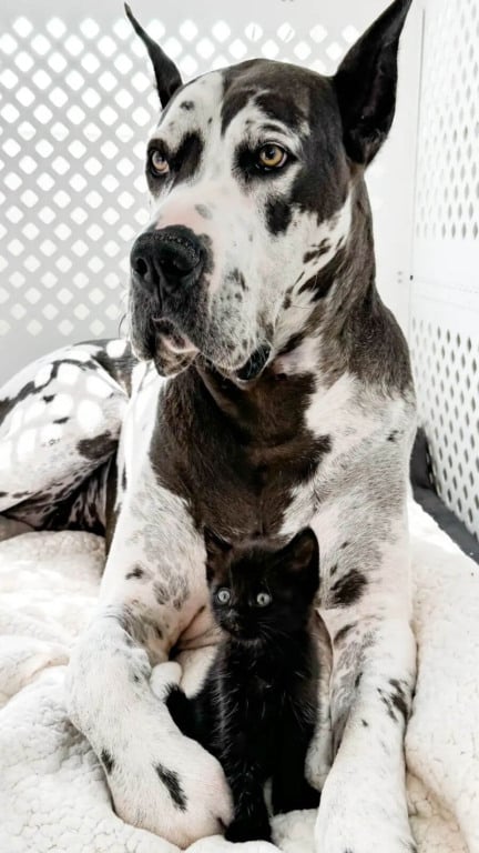 Cachorro dogue alemão com gatinho preto