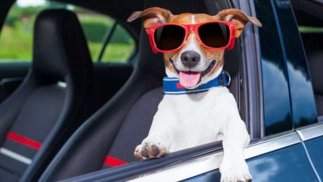 (Foto: Damedeeso/Canva)