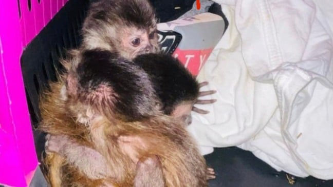 Dupla é presa transportando quatro macacos-prego na rodovia Bandeirantes