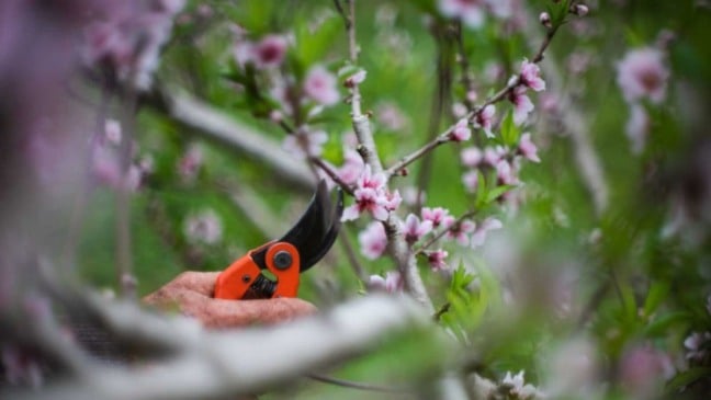Pessoa podando flores de pessegueiro