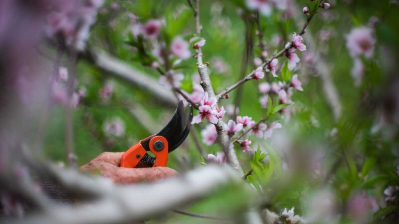 Pessoa podando flores de pessegueiro
