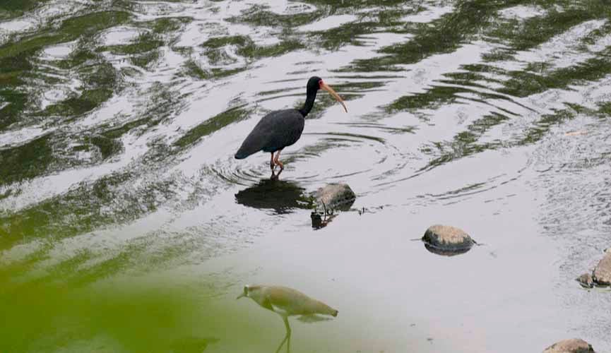 garça parada em pedra no Rio Jundiaí