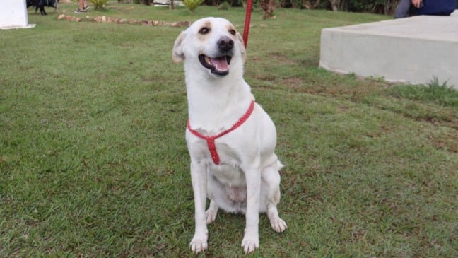Campo Limpo Paulista abre inscrições para mutirão de castração