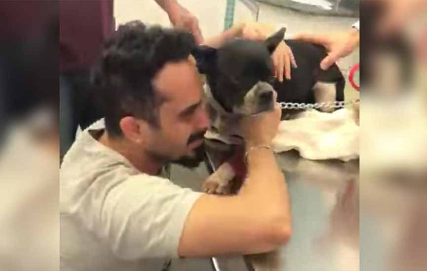 Em vídeo, dono se emociona ao reencontrar sua Buldogue Chanel desaparecida