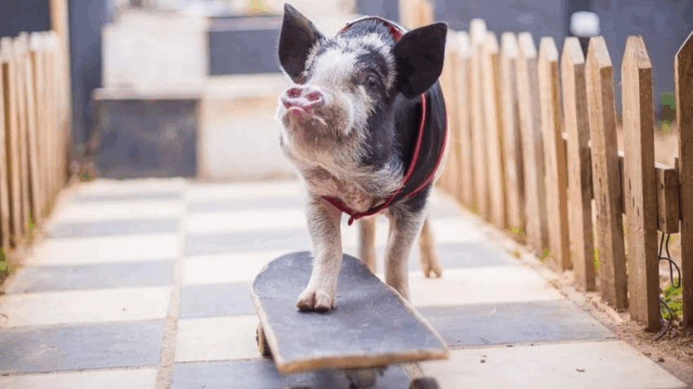 Mini porco, morador de Votorantim, faz sucesso na internet andando de skate