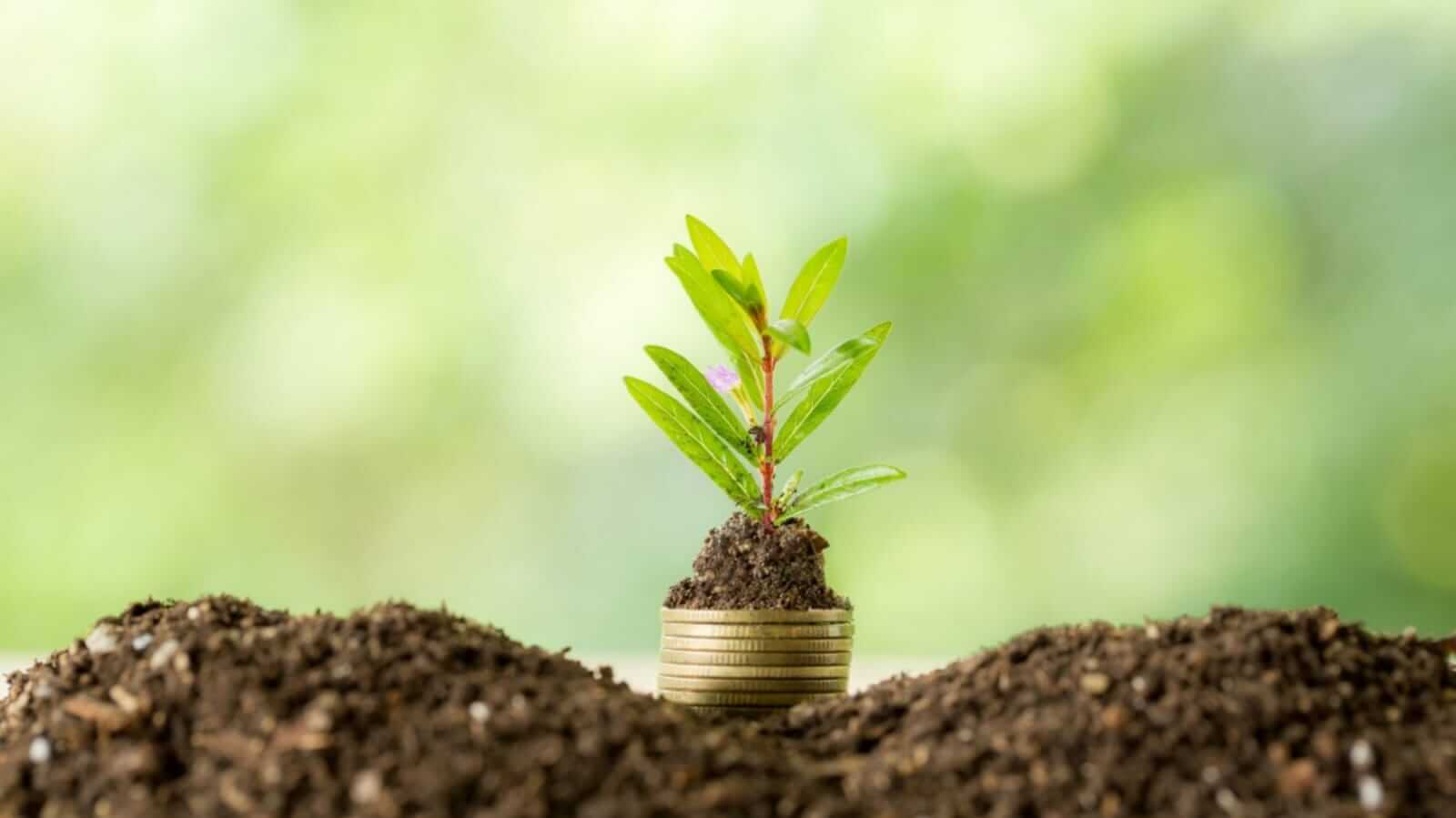 Planta nascendo de moedas na terra