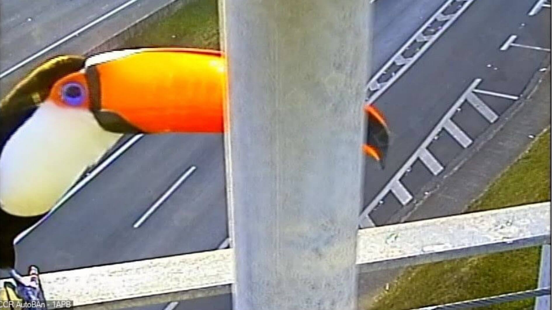 Tucano flagrado em câmera de monitoramento