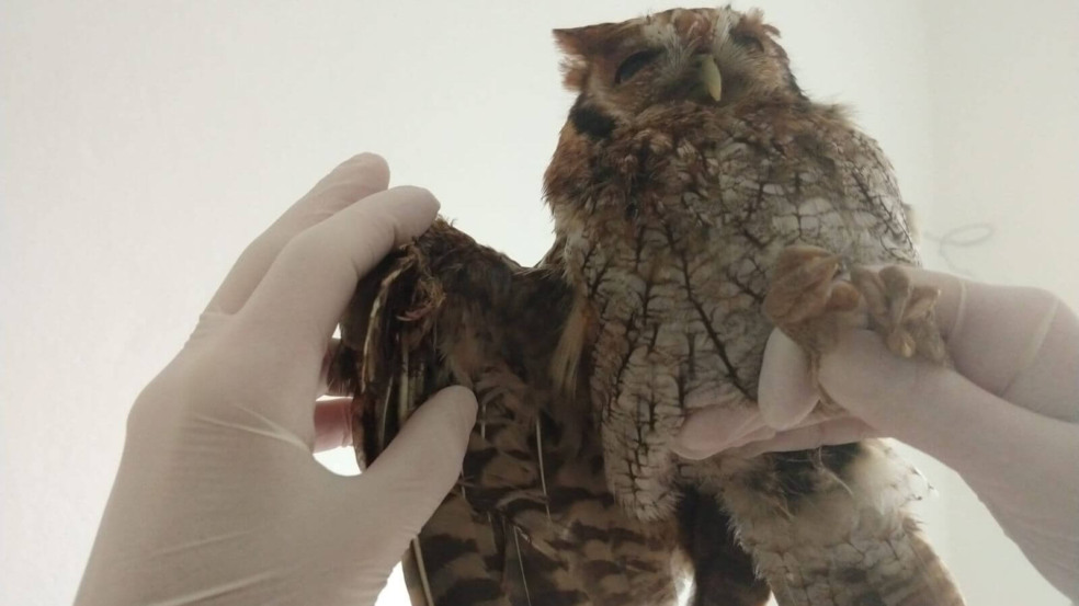 Foto: Divulgação/Mata Ciliar