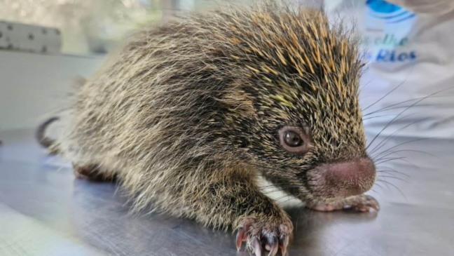 Em 4 meses, Mata Foto: Mata Ciliar de JundiaíCiliar de Jundiaí recebeu mais de 90 animais silvestres atacados por domésticos